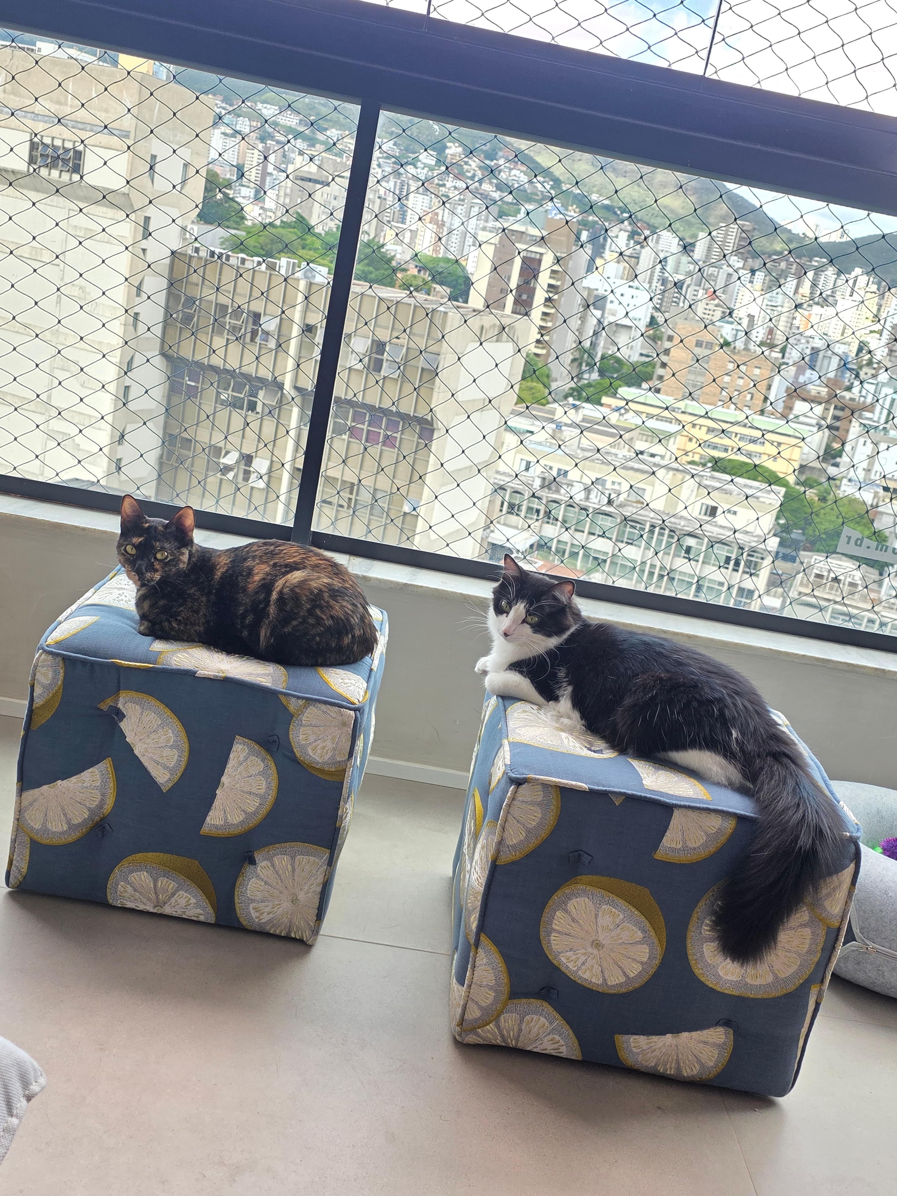 Foto 12 de Fernanda e Pedro